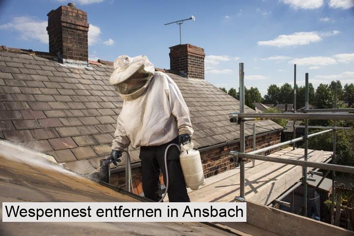 Wespennest entfernen in Ansbach